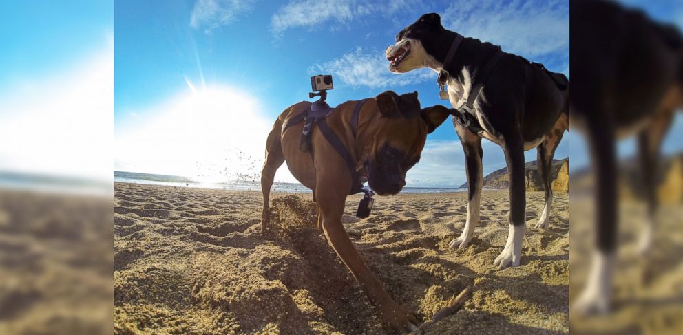 PHOTO: GoPro has announced the Fetch Dog Harness which will allow owners to attach the popular video cameras to their family pets.