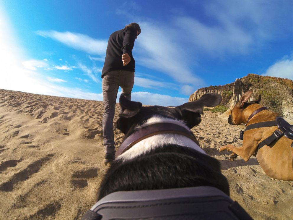 PHOTO: GoPro has announced the Fetch Dog Harness which will allow owners to attach the popular video cameras to their family pets.