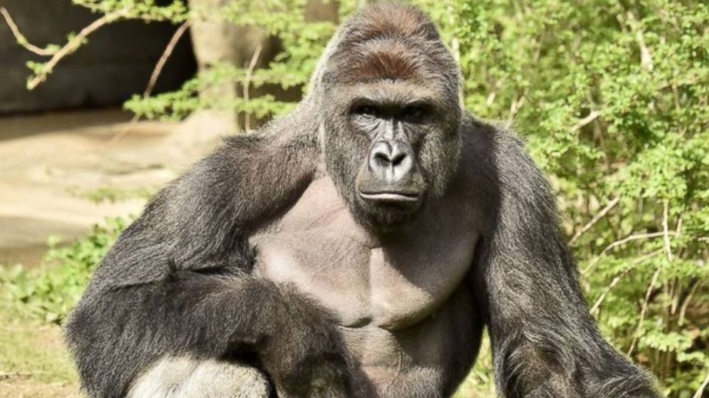 VIDEO: Video Shows Gorilla After 4-Year-Old Boy Fell in Enclosure