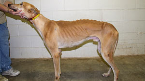 Florida Man Charged With Starving Dozens of Greyhounds, Stunning Adoption Community - ABC News