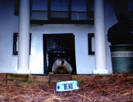 Meet Your Regional Groundhogs Photos - ABC News