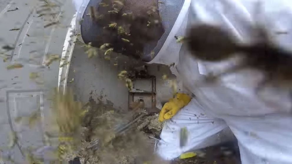 PHOTO: Louisiana exterminator Jude Verrett destroys a hornet's nest, as he's attacked by the angry insects.