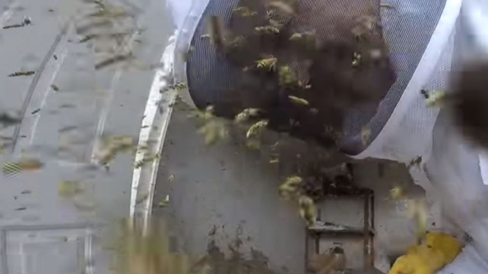 Louisiana exterminator Jude Verrett destroys a hornet's nest, as he's attacked by the angry insects.