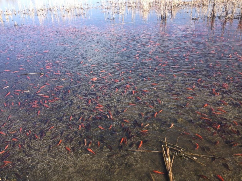 goldfish in lakes