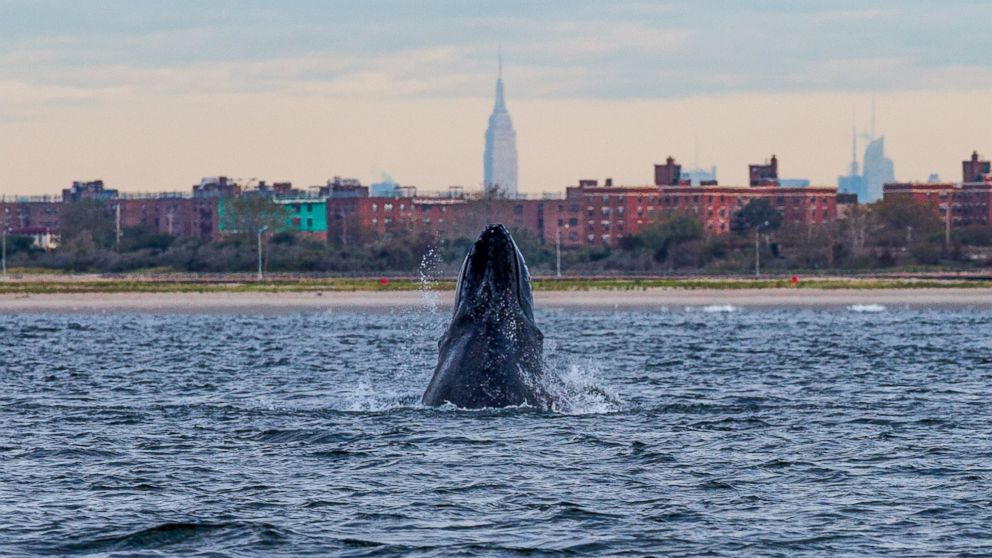 Artie Raslich took this photo of a whale, with New York City in the background. 