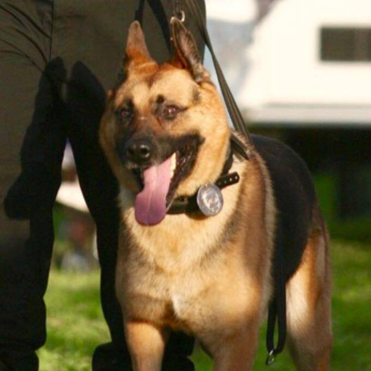 PHOTO: West Deptford Police Department K-9 Judge was put down due to medical issues.