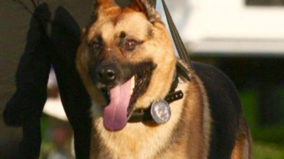 PHOTO: West Deptford Police Department K-9 Judge was put down due to medical issues.