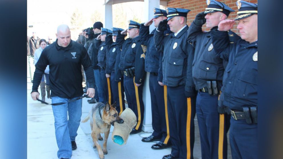 Mike Franks walks Judge into the veterinary clinic. The “sleeve” is what K-9s are trained with, and is akin to a toy for the dog.