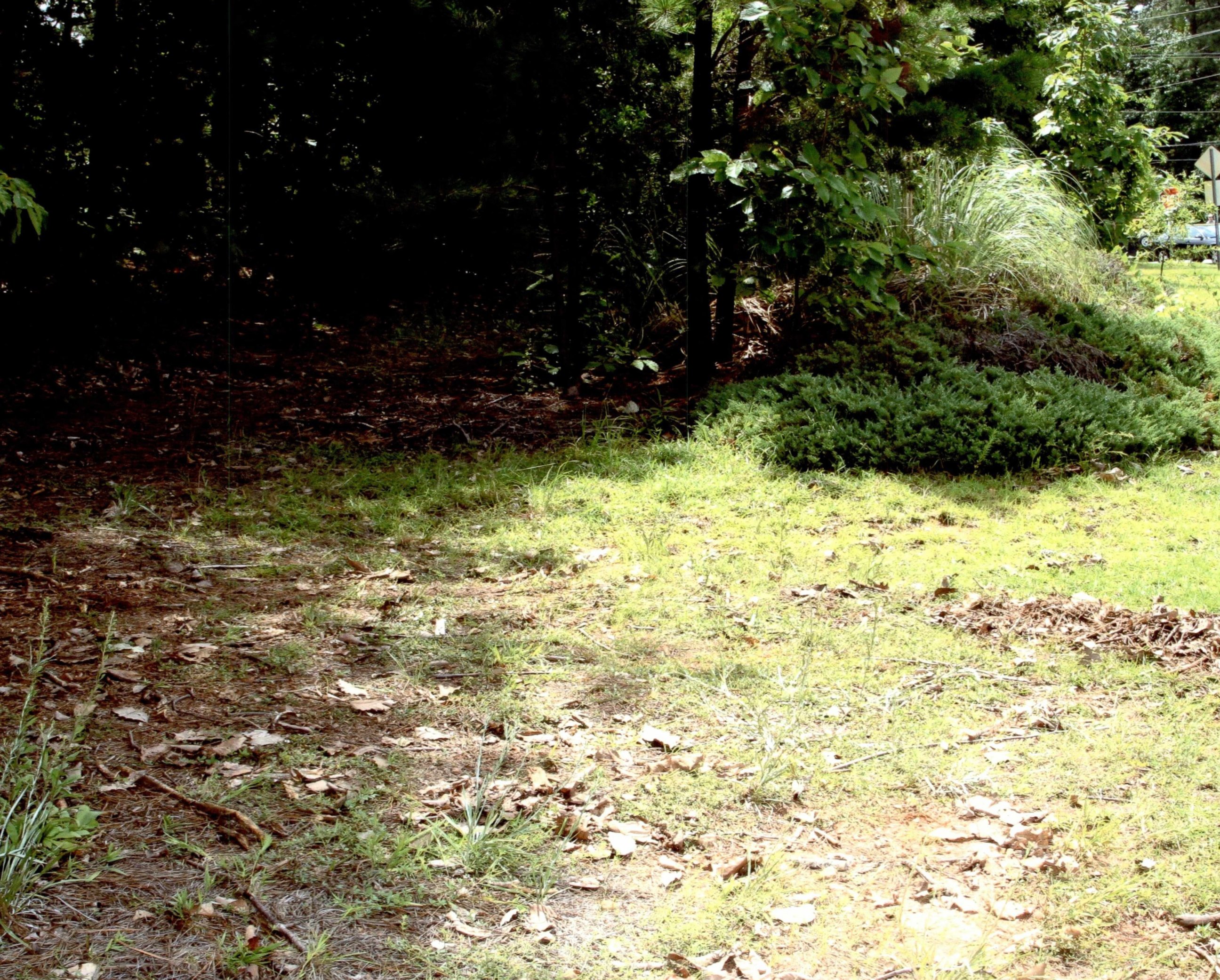 The woods where Nique Leili's body was found covered in dead leaves and branches, located less than a mile from the family home.