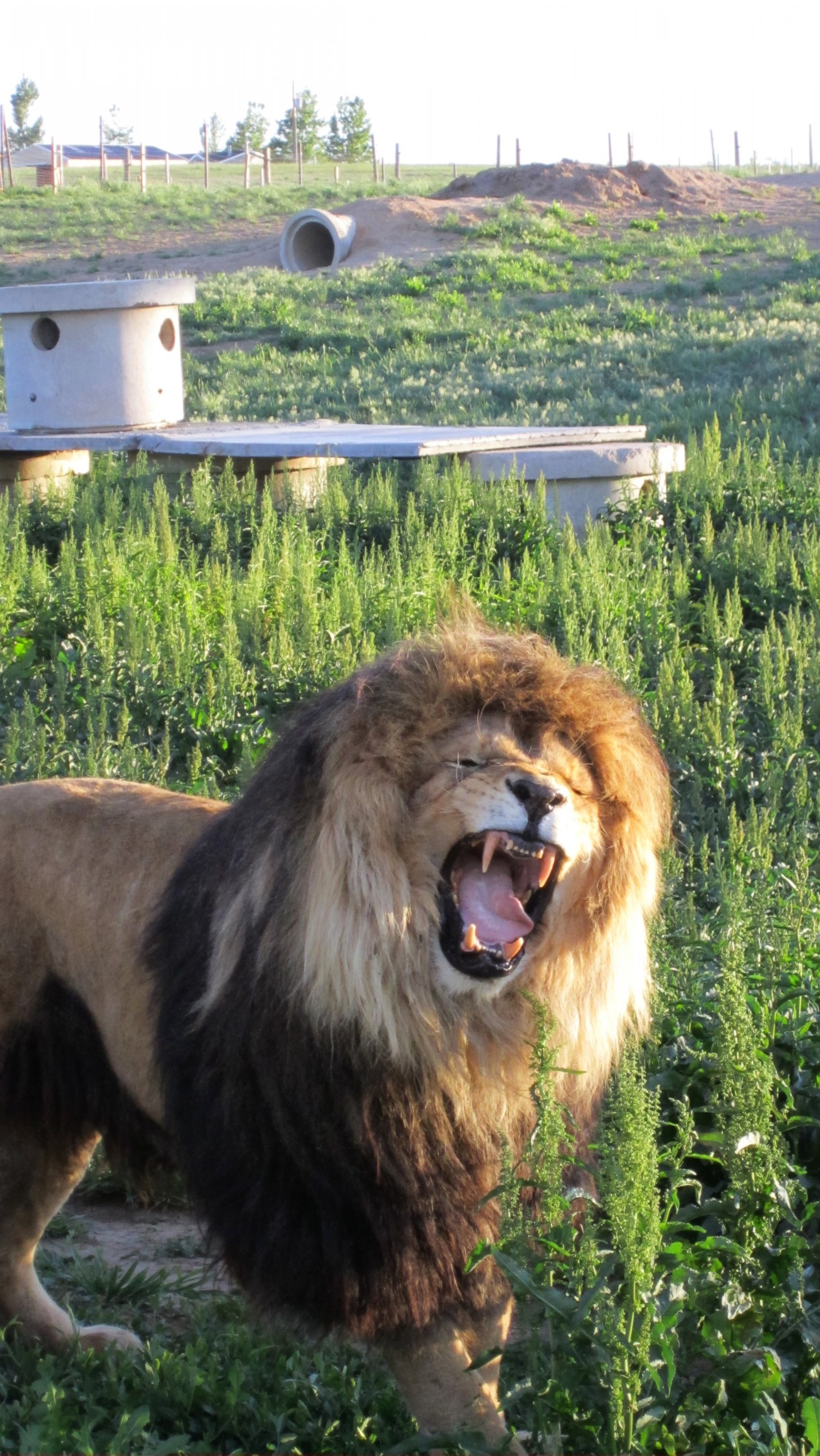 PHOTO: A 450-pound lion had a 3.8-pound hairball removed from his stomach in Colorado.