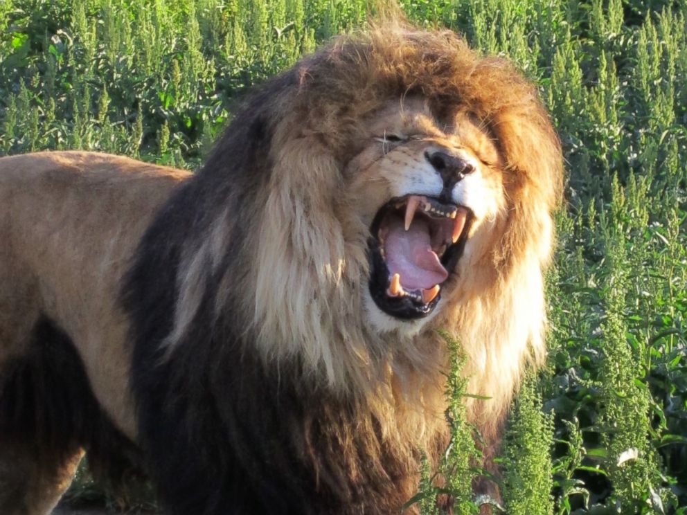 lion-has-surgery-to-remove-3-8-pound-hairball-stuck-in-stomach-abc-news