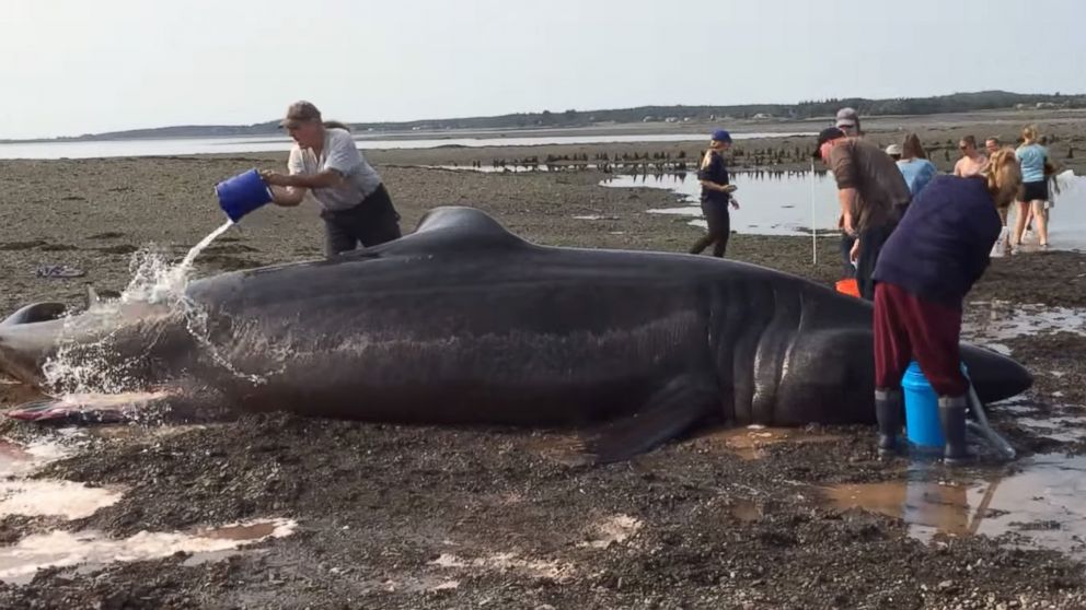 30-Foot-Long Basking Shark That Washed Up on Maine Beach Dies Despite ...