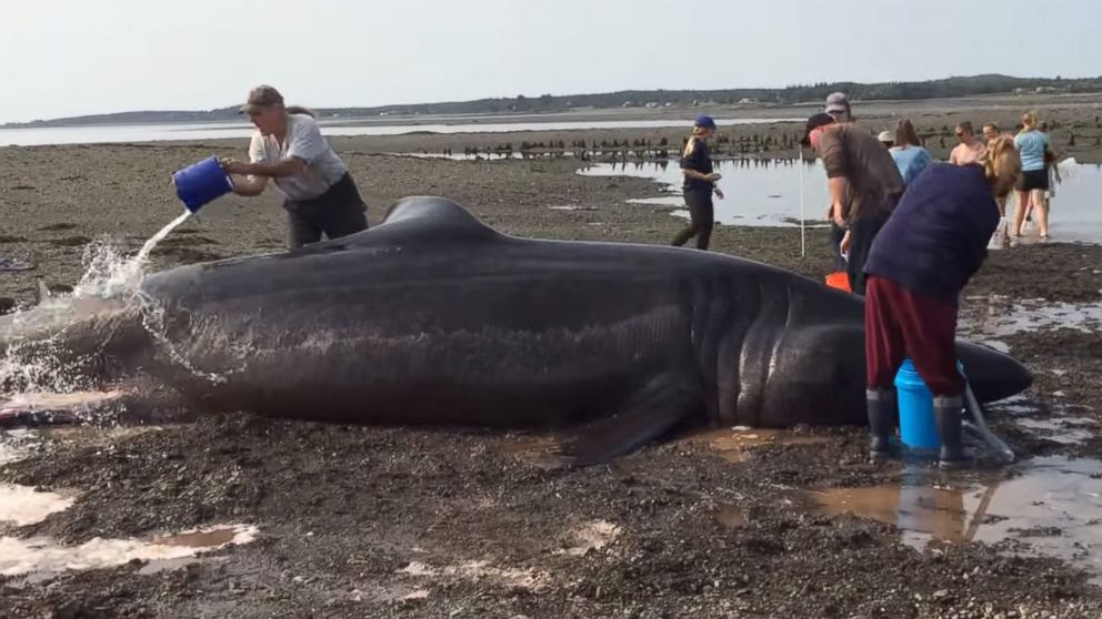 PHOTO: Local volunteers attempt to save a basking shark that washed ashore in Lubec, Maine on Sept. 2, 2015.