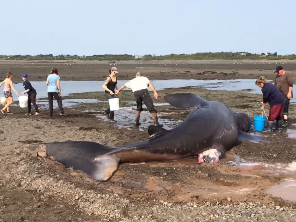 30-Foot-Long Basking Shark That Washed Up on Maine Beach Dies Despite ...