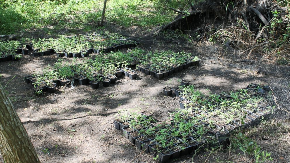 PHOTO: A nursery area of marijuana plants on the land located in Chambers County, Texas.