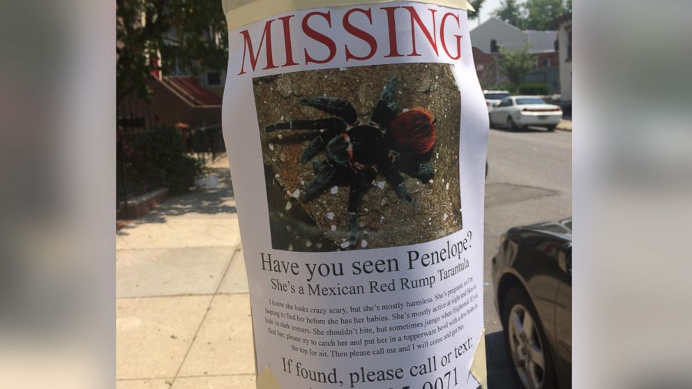 This flyer for a missing pregnant tarantula appeared in Brooklyn, N.Y. and was posted to Reddit. 