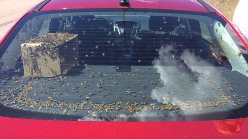 PHOTO: A car filled with thousands of bees was pulled over by Montana Police.