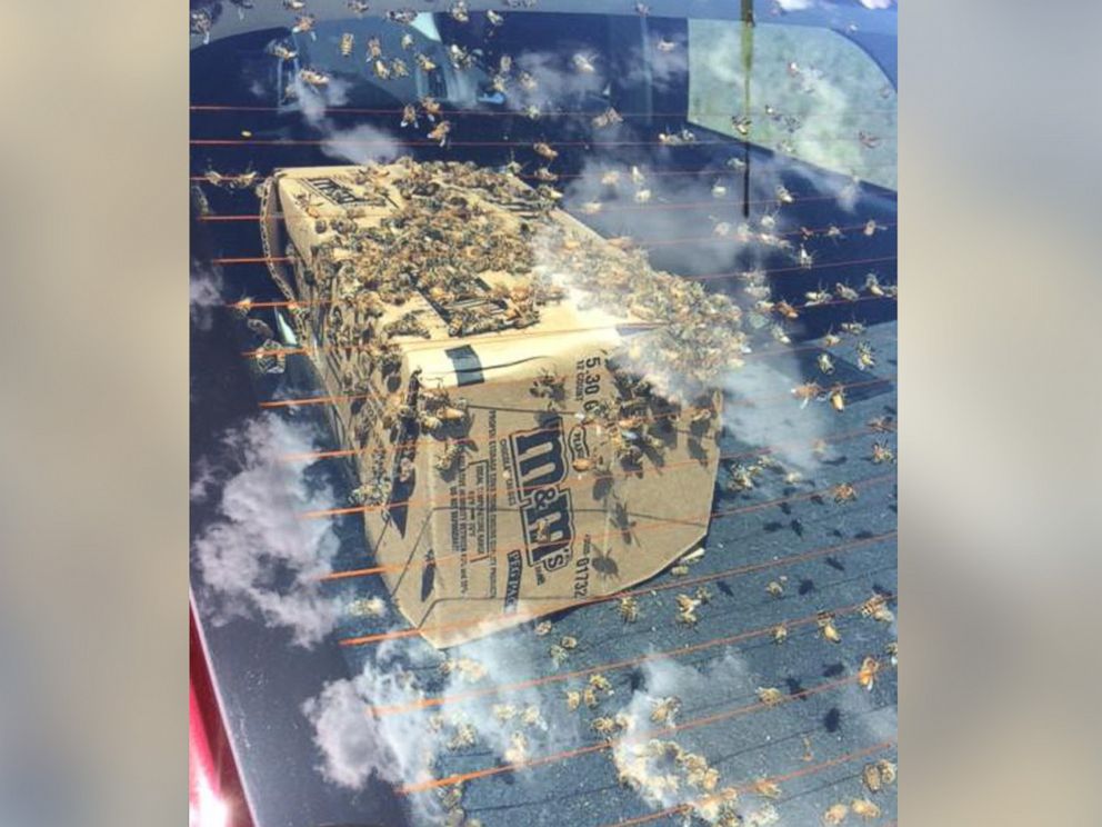 PHOTO: A car filled with thousands of bees was pulled over by Montana Police.