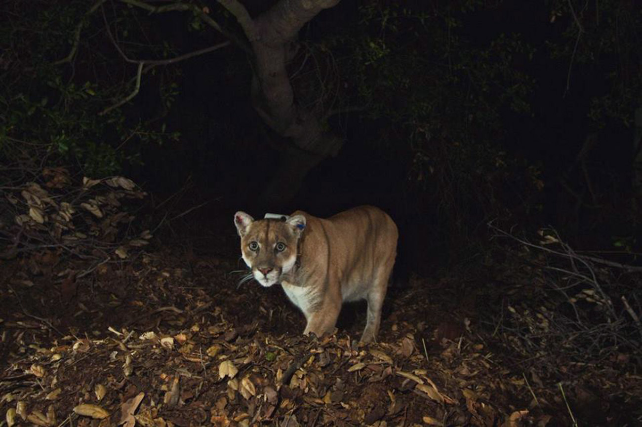 PHOTO: A photo released by the National Park Service in 2014 shows the Griffith Park mountain lion known as P-22.