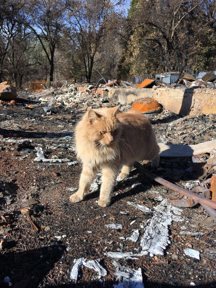 Jim Hoenig found his cat Rusty on Christmas Eve 2018. The cat had gone missing during the Paradise, California, wildfire. 