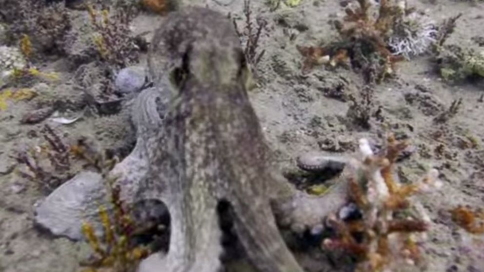 Joe Kistel was filming an artificial reef underwater when he came across a curious octopus.