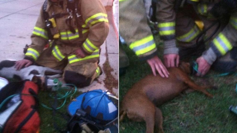 The Pueblo Fire Dept. posted this image to their Twitter on May 7, 2014 with the caption, "2 dogs were rescued and resuscitated using special masks made for animals by fire crews at the bobcat fire. #pfd."