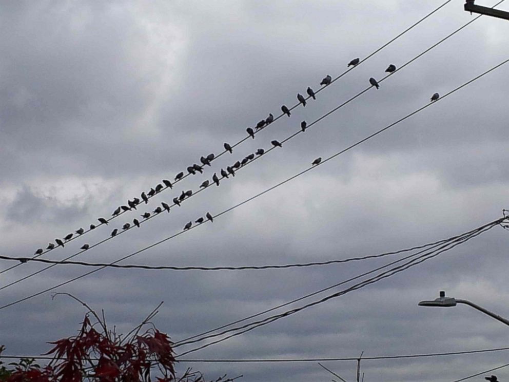 PHOTO: Across the way, over 50 pigeons lined up for food the defendants provide.