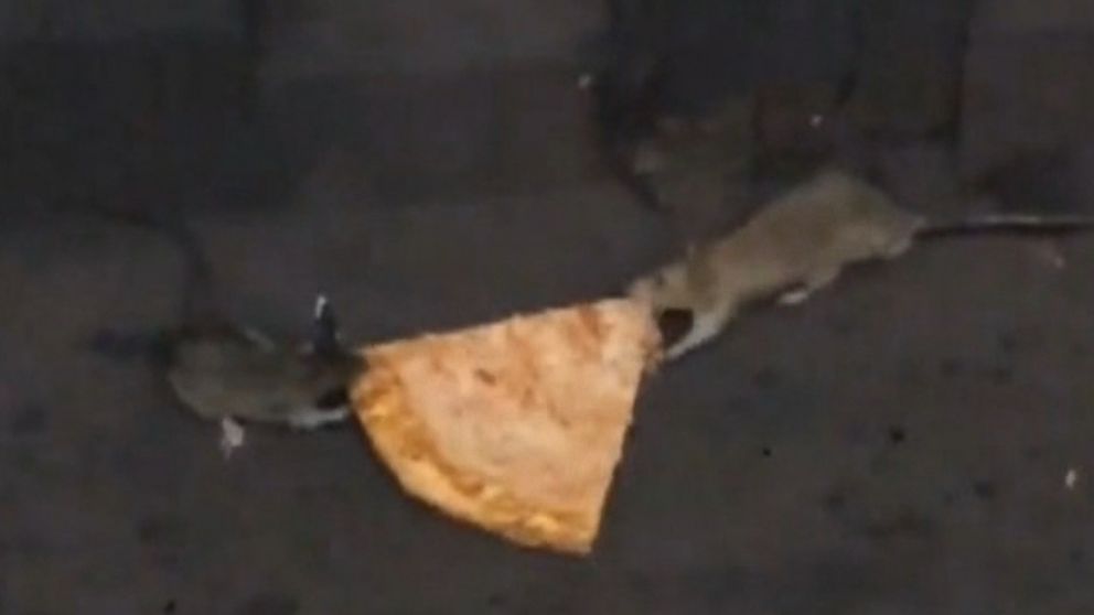 VIDEO: A new video shows two rats battling over a slice of pizza on a NYC subway track.