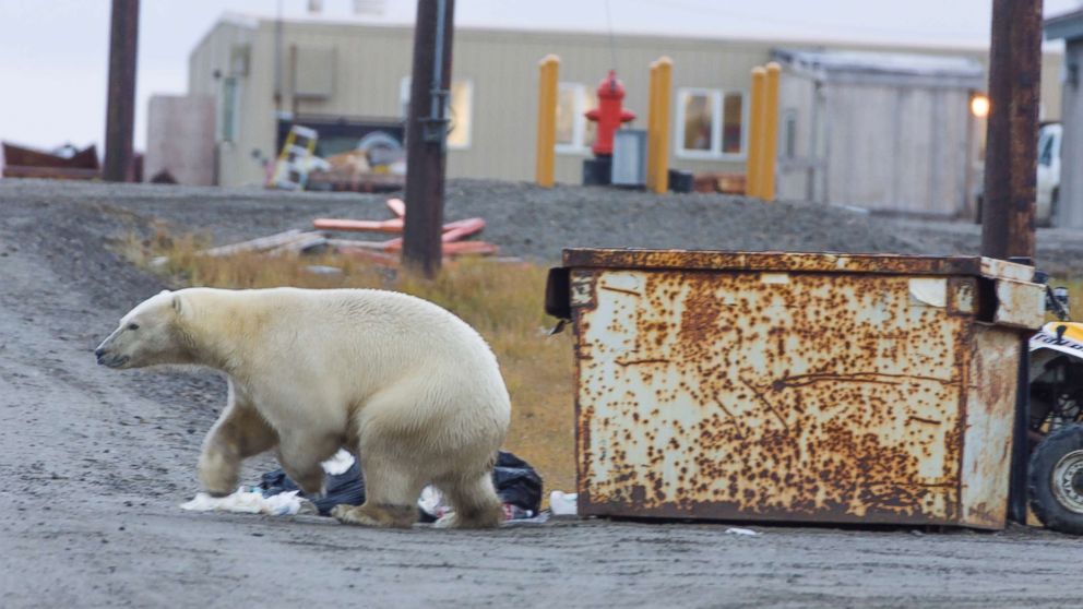 A polar bear walks on a gravel beach on the Beaufort Sea coastline, Alaska while searching for food.