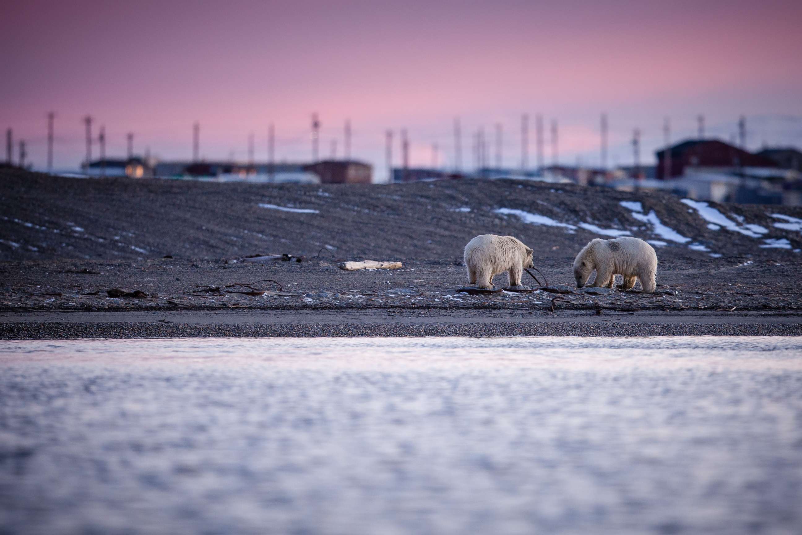 Two polar bears cubs play with rubbish along the Barter Island shore.