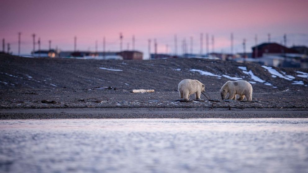 Two polar bears cubs play with rubbish along the Barter Island shore.