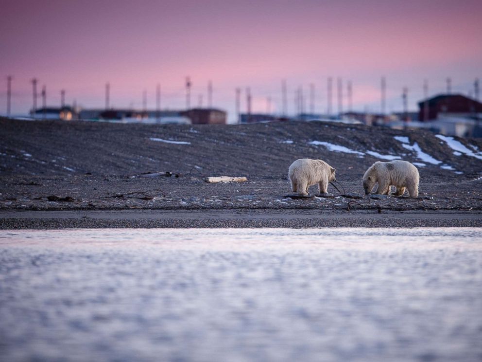 Two polar bears cubs play with rubbish along the Barter Island shore.