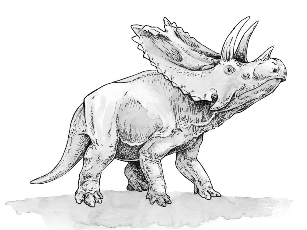 PHOTO: An artistic rendering of the Pentaceratops is pictured here. 