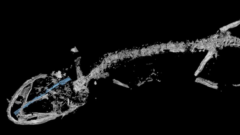 This CT image of the proto-chameleon shows the enlarged Hyoid bone in blue. This bone is part of the ballistic tongue apparatus in modern chameleons and suggests that the fossil had a similar projectile tongue.