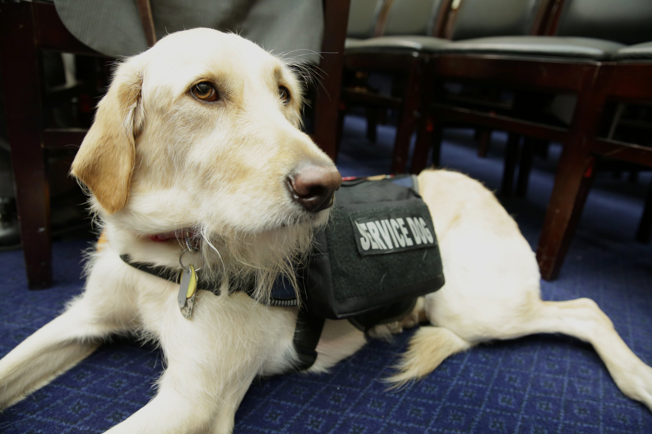 PHOTO: The House Committee on Oversight and Government Reform hears testimony on connecting veterans with PTSD with service dogs, April 14, 2016. 