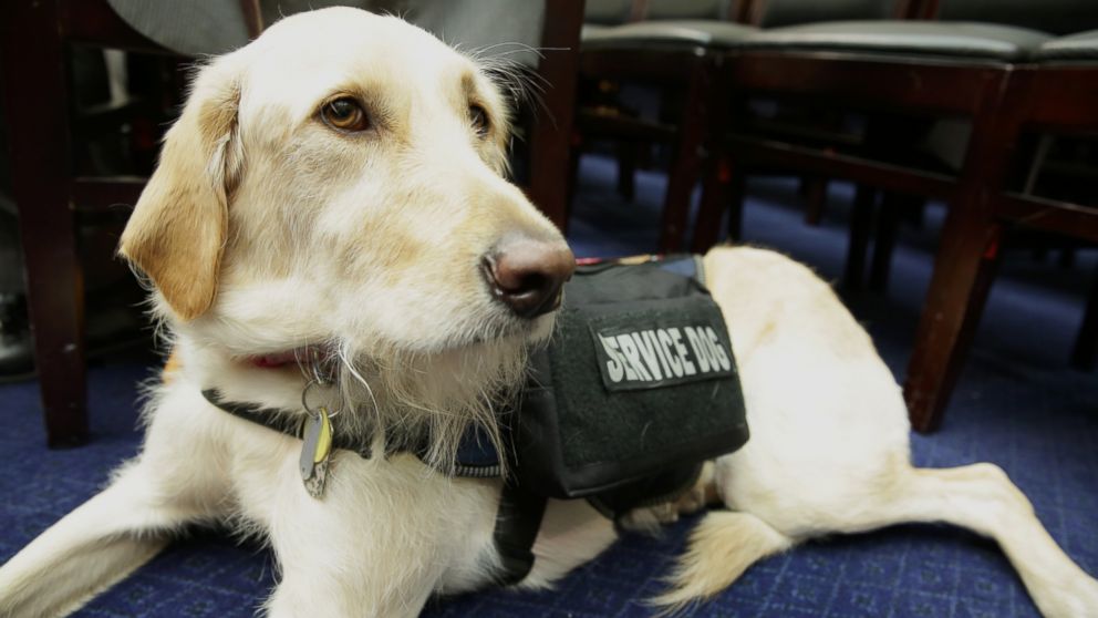 PHOTO: The House Committee on Oversight and Government Reform hears testimony on connecting veterans with PTSD with service dogs, April 14, 2016. 