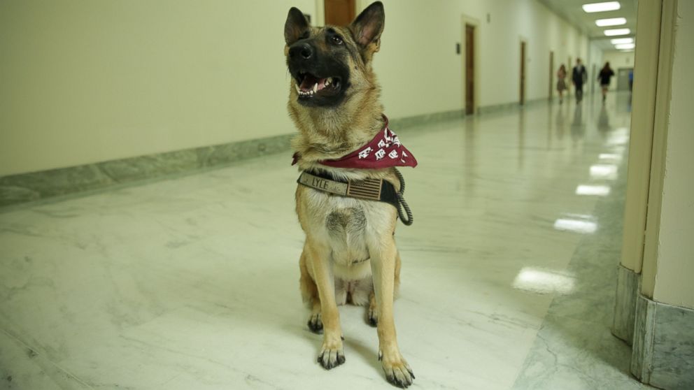 PHOTO: The House Committee on Oversight and Government Reform hears testimony on connecting veterans with PTSD with service dogs, April 14, 2016. 
