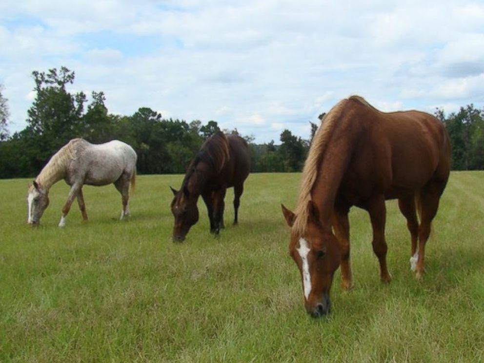 PHOTO: The 335 acre farm is home to 128 horses.