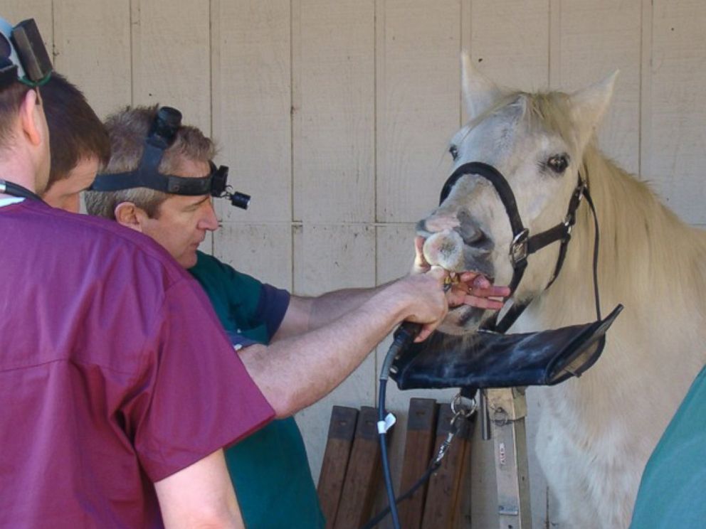 PHOTO: Once a year, the horses are visited by an equine dentist for a teeth cleaning.