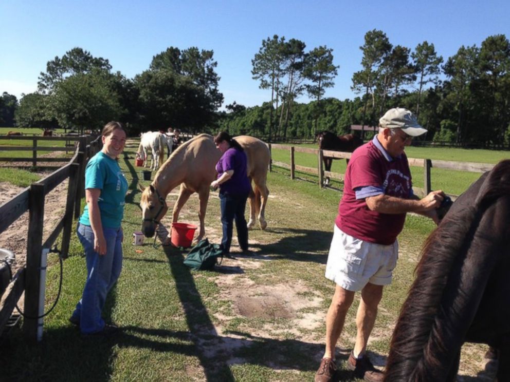 PHOTO: Every Thursday and Saturday, volunteers come to groom the horses, which Paul Gregory calls their “Spa Day.”