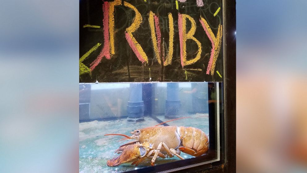 "Ruby" an extremely rare yellow-tinted lobster was pardoned from becoming someone's dinner at Burger & Lobster in New York City. 