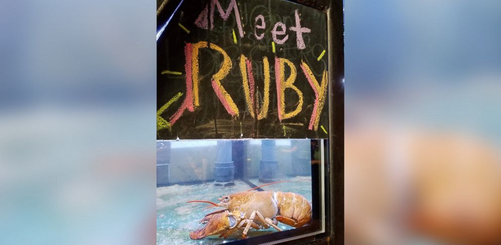 PHOTO: "Ruby" an extremely rare yellow-tinted lobster was pardoned from becoming someone's dinner at Burger & Lobster in New York City. 