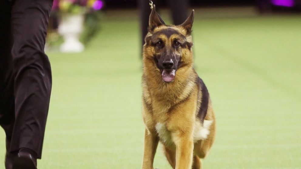 Rumor the German Sheppard won Best in Show at the Westminster Kennel Club Dog Show on February 14, 2017, in New York City.