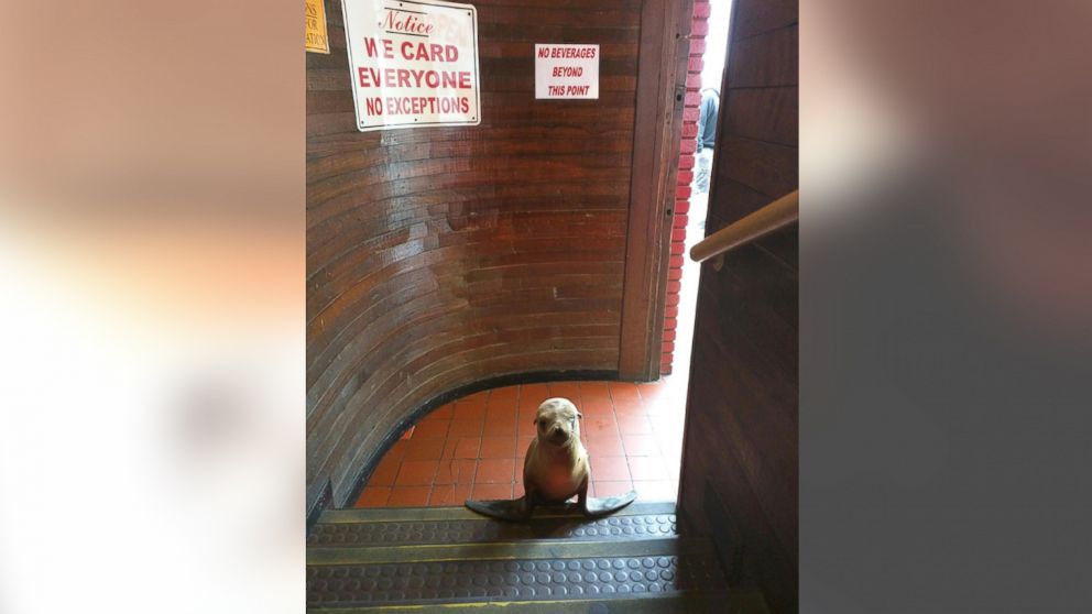 Sea lion pup wanders into the Beach Ball Bar