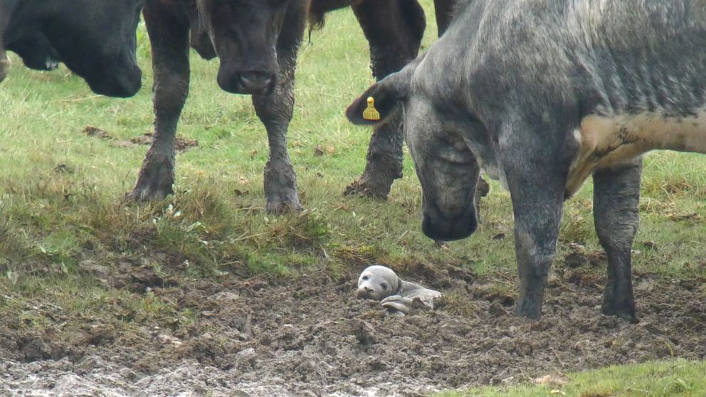 A seal pup stuck in mud in Frampton Marsh, a U.K. nature reserve, was rescued after a birdwatcher said he saw a group of curious cows surrounding it. 