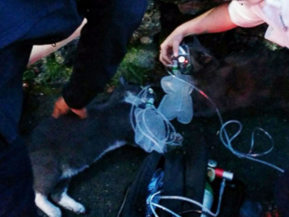 PHOTO: Seattle firefighters & paramedics resuscitated two cats that were overcome by smoke in a house fire in Columbia City, Wash. 