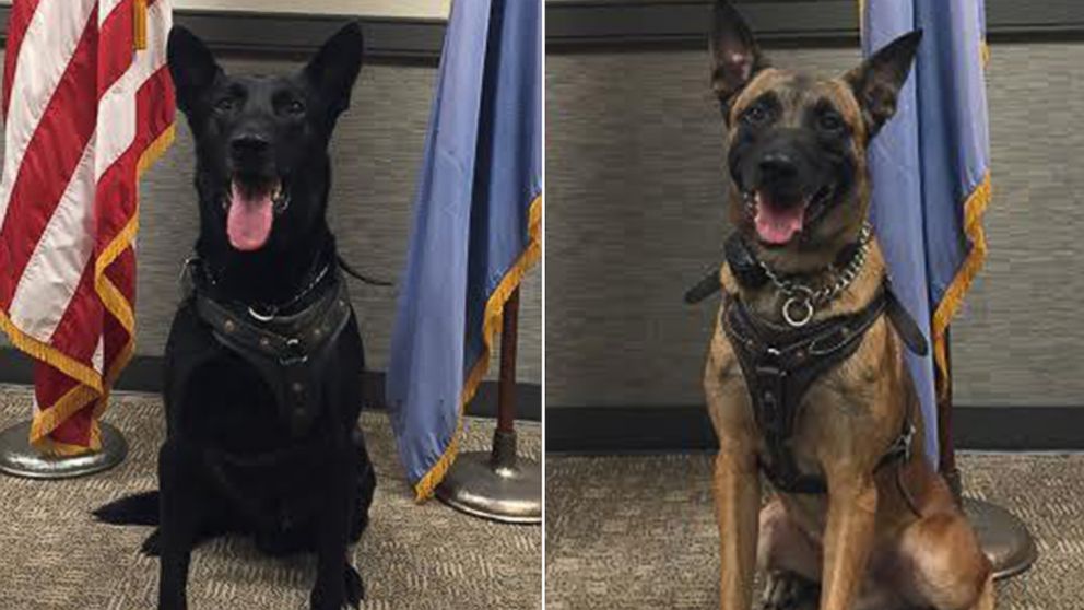 Meet the Secret Service Dogs Who Took 