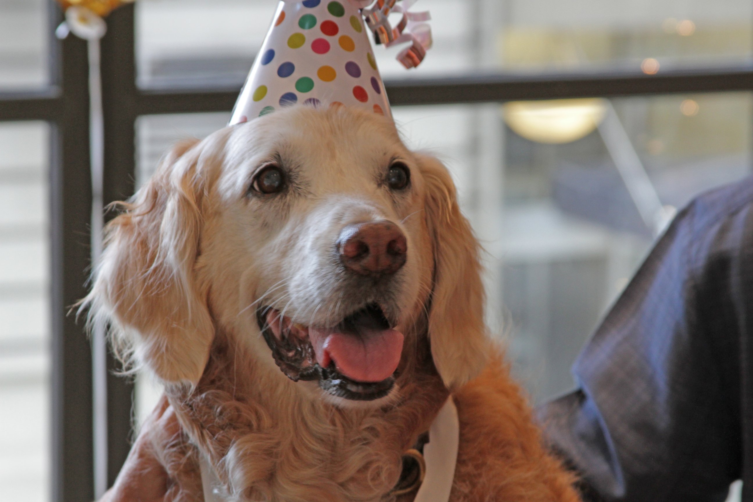 PHOTO: Bretagne, the last known living 9/11 search-and-rescue dog, was honored for her service and given a 16th birthday celebration on Sept. 4, 2015. 
