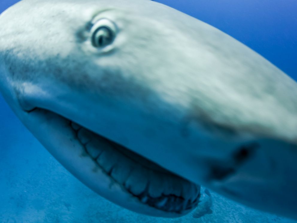 PHOTO: A diver removed a hook from this sharks stomach on March 22, 2017, off the coast of Jupiter, Florida.