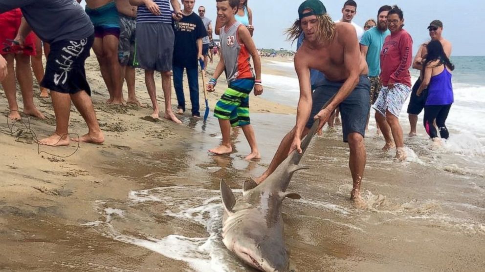 Men Catch Shark on North Carolina Beach as String of Attacks Rattle Nerves  - ABC News